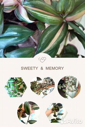 Традесканция