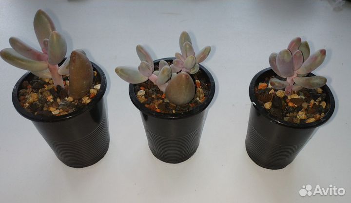 Суккуленты Пахифитум Фиткау (Pachyphytum Fittkaui)