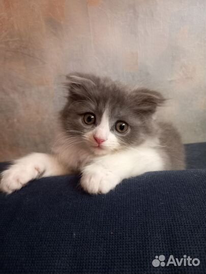 Котенок вислоухий