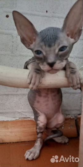 Донской сфинкс