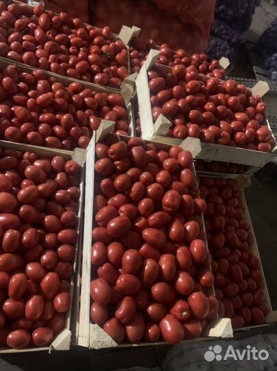 Помидор сливовидный