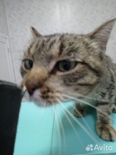 Кот бесплатно в добрые руки