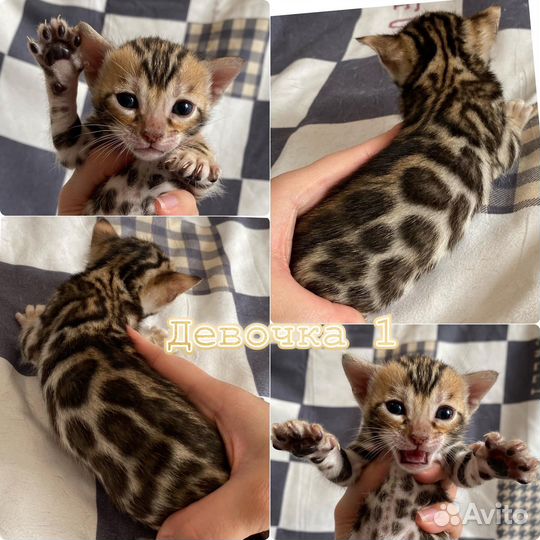 Бенгальские котята