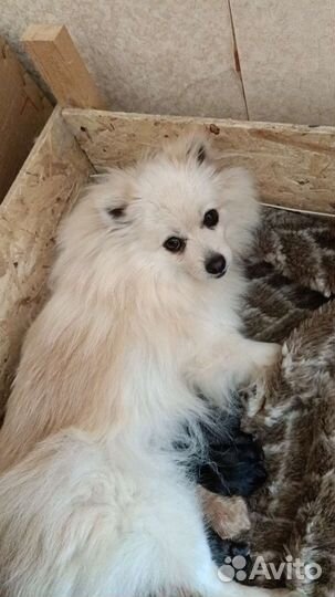 Щенки шпица