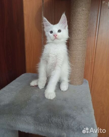 Котята Мейн кун
