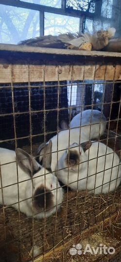 Калифорнийские кролики