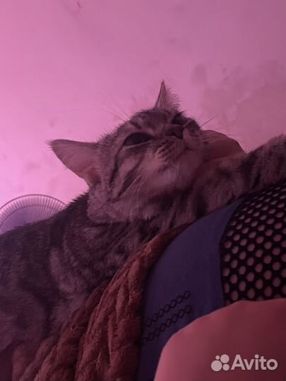 Отдам бесплатно кошку