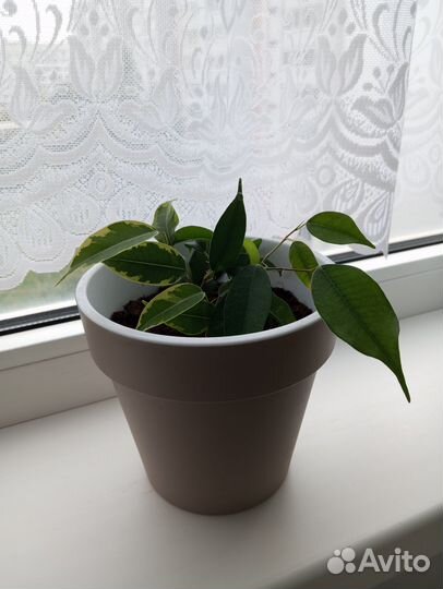 Комнатные цветы