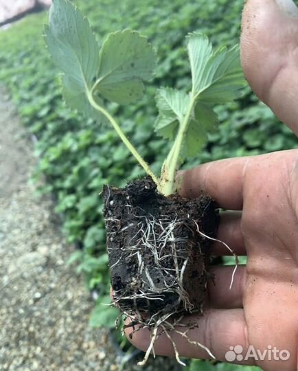 Рассада кассетная клубники