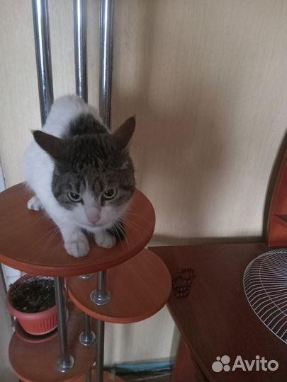 Кошка