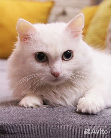 Кошка Вильде