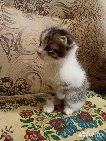 Вислоухий котёнок в добрые руки