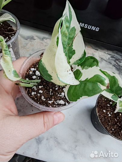 Эпипремнум, Сциндапсус, сингониум