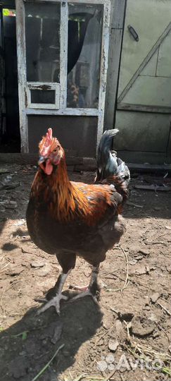 Петухи и индоутки