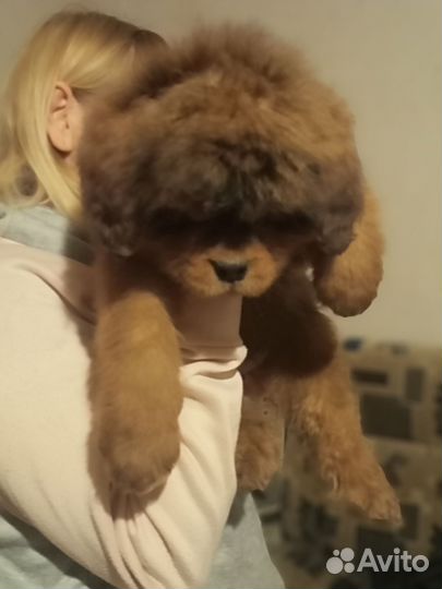 Тибетский мастиф щенки