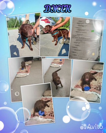 Собака в добрые руки