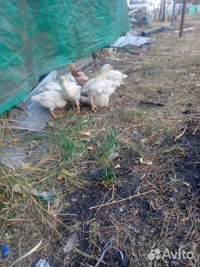 Цыплята бройлеры