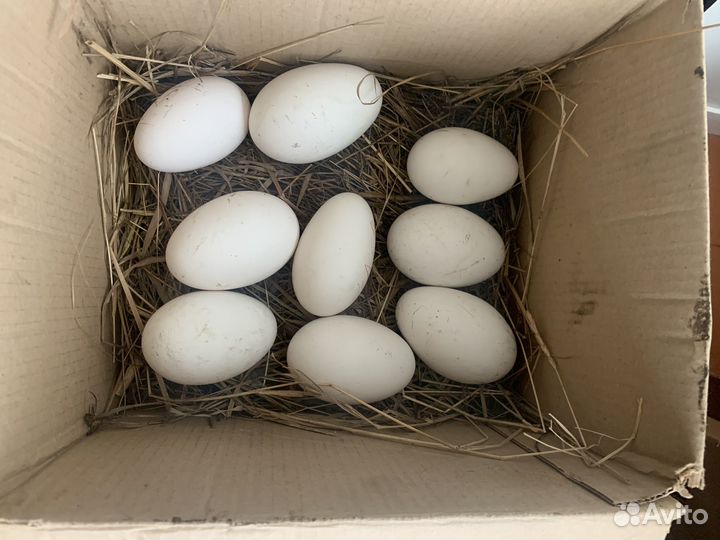 Инкубационное яйцо гусей