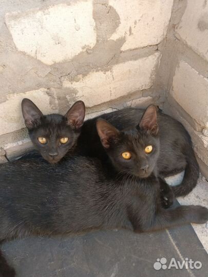 Котятя, мальчики