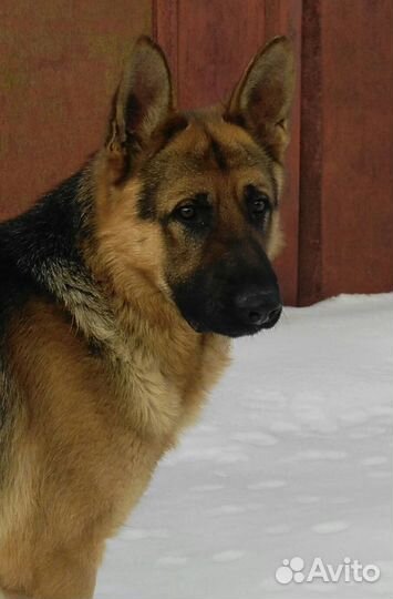 Вязка кабель немецкой овчарки