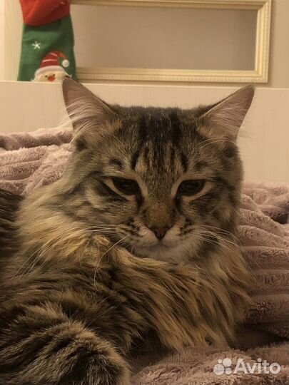 Кот Тиша для вязки