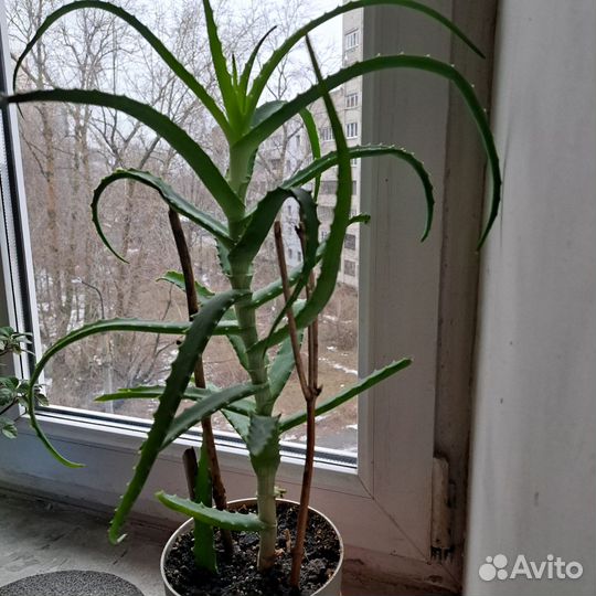 Алоэ столетник