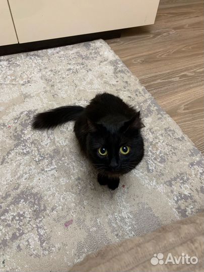 Кошка черная пантера