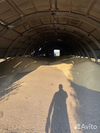 Пшеница урожай 2023 года