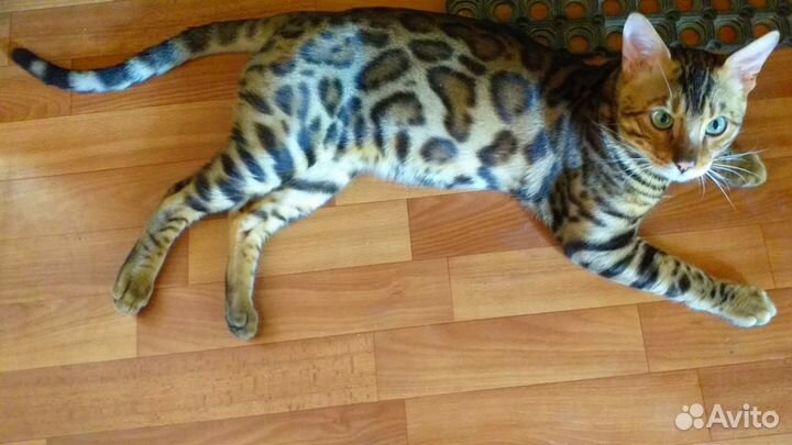 Бенгальские леопардовые котята