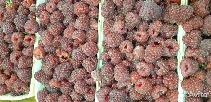 Малина отборная вкусная сладкая из Белоруссии