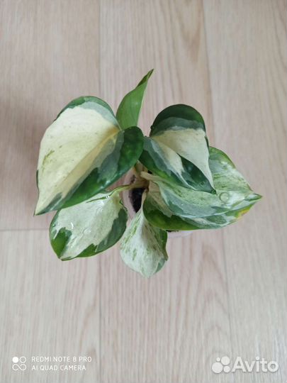 Сциндапсус марбл аппле