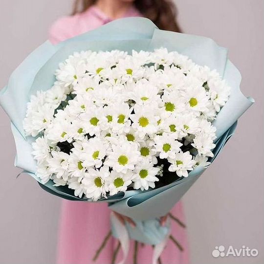 Хризантема