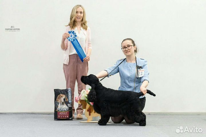 Хендлер, подготовка собак к выставке