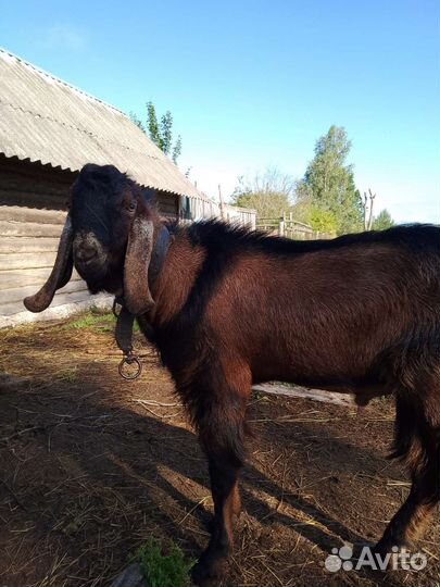 Козел на вязку и продажу,дойная коза