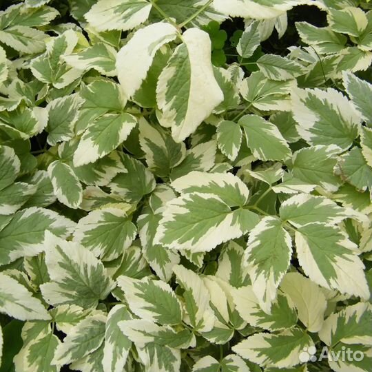 Сныть пестролистная вариегатная