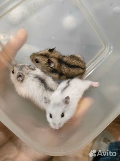 Джунгарский хомяк перл