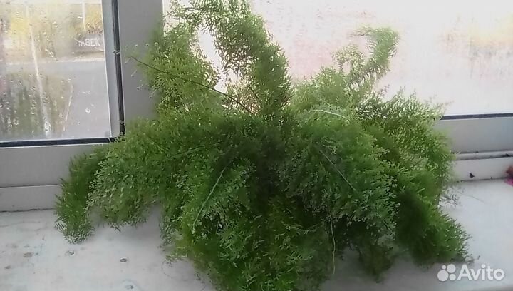 Папоротник кудрявый