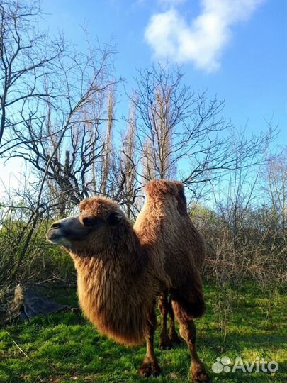 Прокат на верблюде, коне, ослике, пони