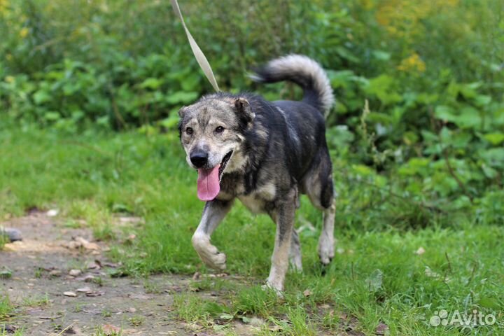 Собака в добрые руки