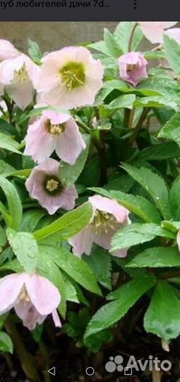 Овсяница голубая, морозник, хоста