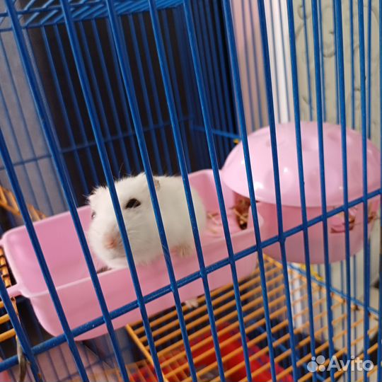 Хомяк с клеткой