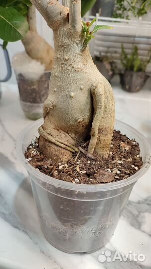 Адениум сортовой