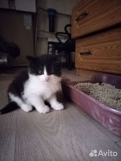 Котёнок (мальчик)