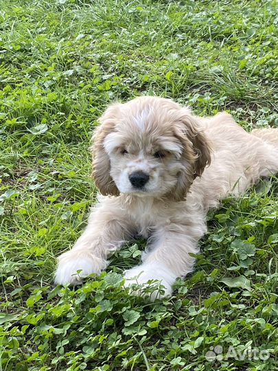 Кокер спаниель