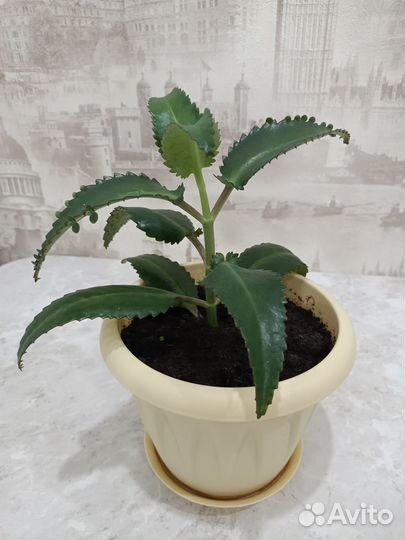 Каланхоэ лечебное