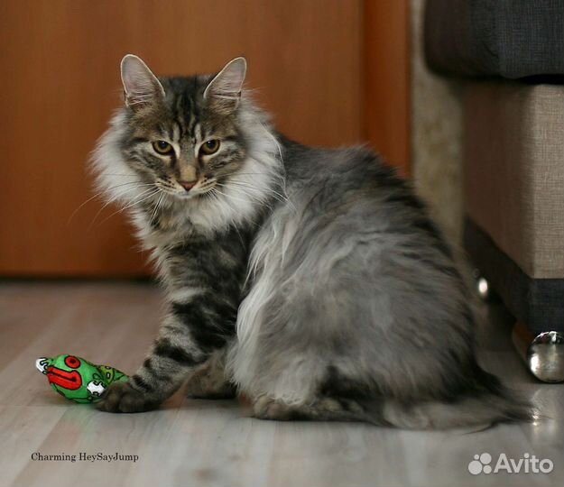 Курильский кот