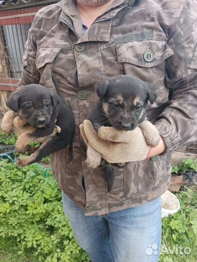 Щенки восточноевропейской овчарки