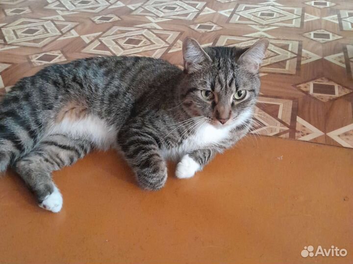 Кошка Васик отдам в хорошие руки