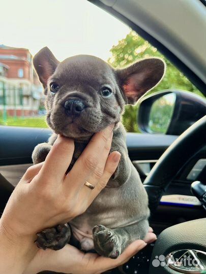 Французский бульдог щенки