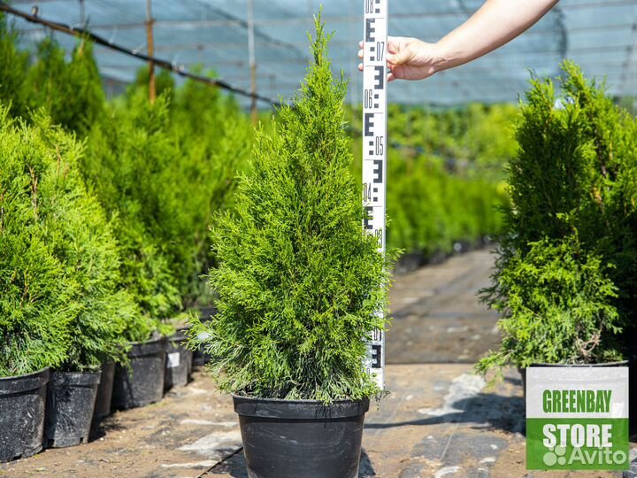 Туя смарагд 80 см свежая копка 2023